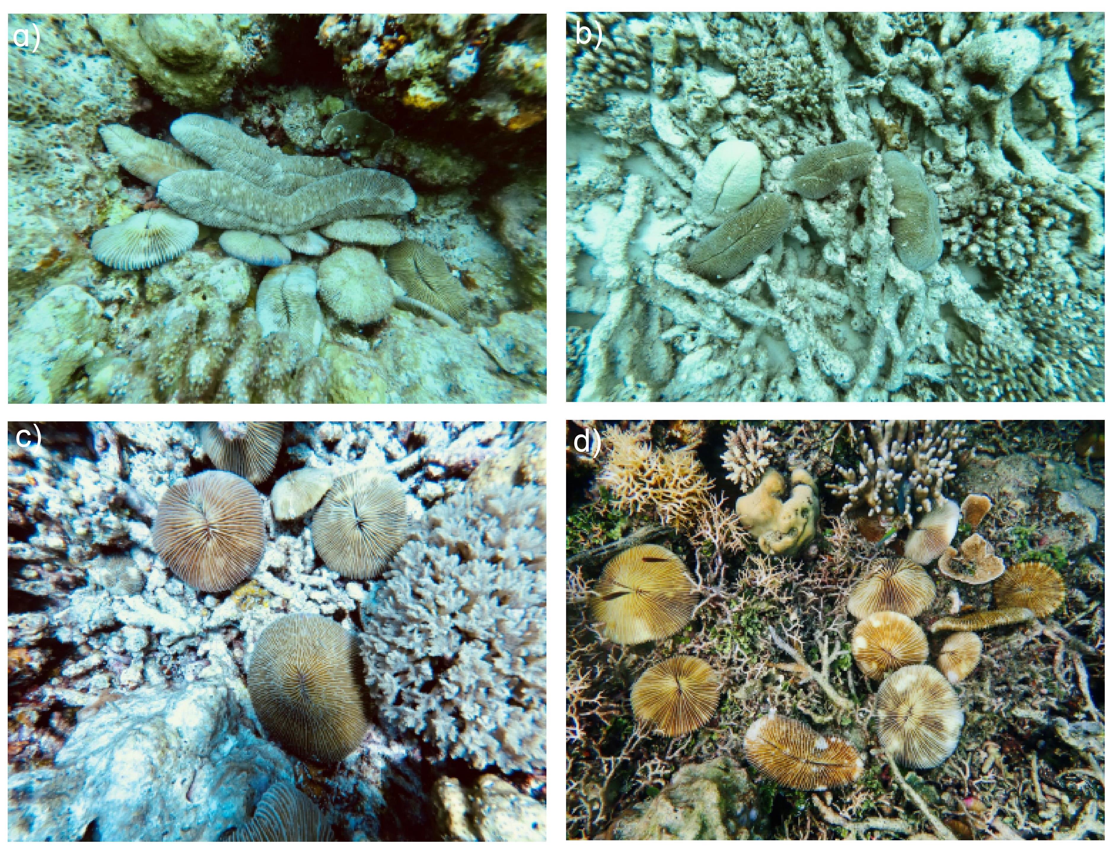 石芝珊瑚（Fungiidae）的分类、生活史及其生物地理研究进展